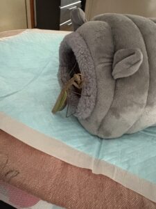 2026冬トレーニング日記～喪中につき～