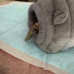 2026冬トレーニング日記~喪中につき~